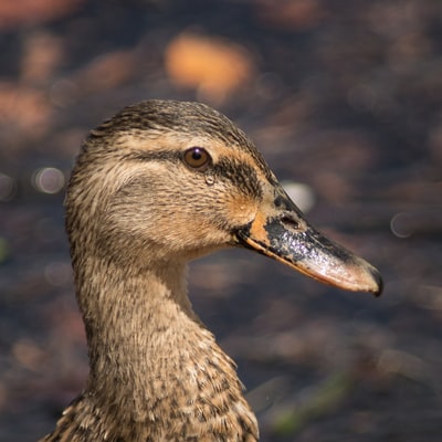 Close shot photography in brown the duck
